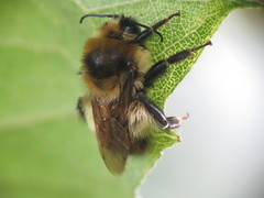 Bombus rufocinctus