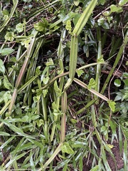 Cissus quadrangularis