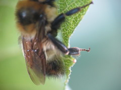 Bombus rufocinctus