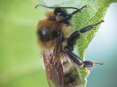 Bombus rufocinctus