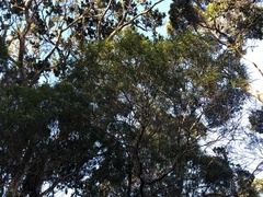 Myrsine linearifolia