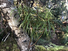 Myrsine linearifolia