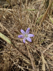Brodiaea