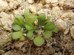 Brachyscome longiscapa