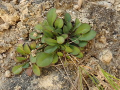 Brachyscome longiscapa