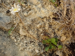 Brachyscome longiscapa