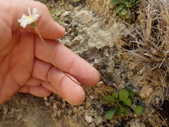 Brachyscome longiscapa