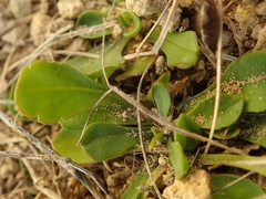 Brachyscome longiscapa