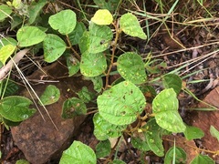 Grewia latifolia