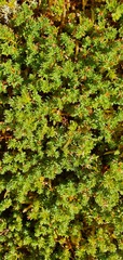 Kelleria laxa