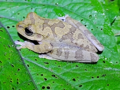 Smilisca sordida