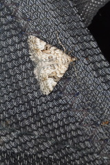 Dichromodes anelictis