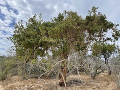 Nahuatlea arborescens