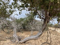 Nahuatlea arborescens