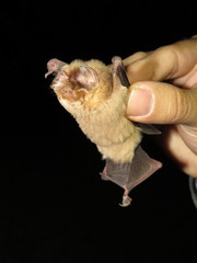 Mormoops megalophylla