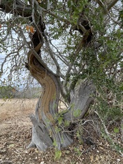 Nahuatlea arborescens