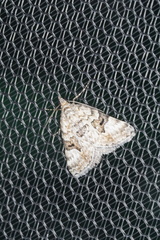 Dichromodes anelictis