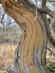 Nahuatlea arborescens