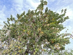 Nahuatlea arborescens