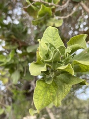 Nahuatlea arborescens