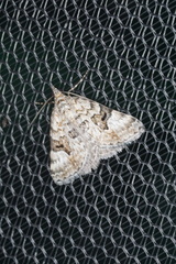 Dichromodes anelictis