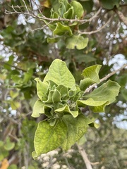Nahuatlea arborescens