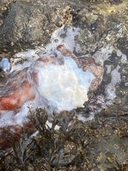 Enteroctopus dofleini