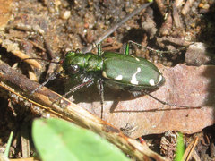 Cicindela patruela