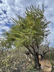 Nahuatlea arborescens