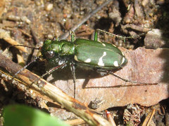 Cicindela patruela