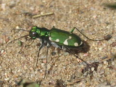 Cicindela patruela