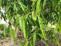 Ehretia saligna membranifolia