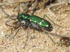 Cicindela patruela
