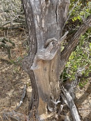 Nahuatlea arborescens