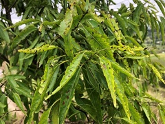 Ehretia saligna membranifolia