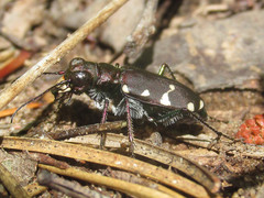 Cicindela patruela