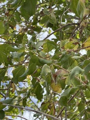Nahuatlea arborescens