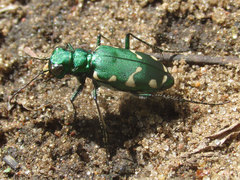 Cicindela patruela