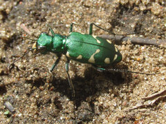 Cicindela patruela