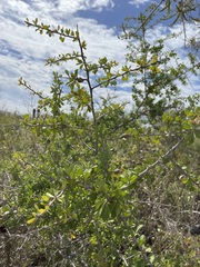 Sideroxylon occidentale