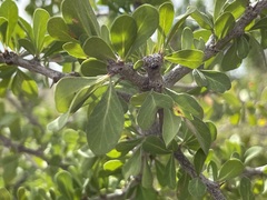 Sideroxylon occidentale