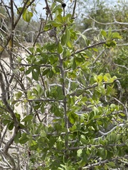 Sideroxylon occidentale