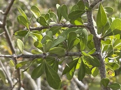 Sideroxylon occidentale