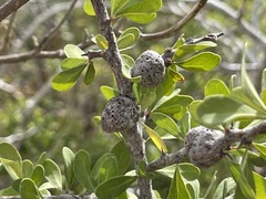 Sideroxylon occidentale