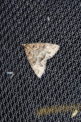 Dichromodes poecilotis