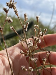 Iresine angustifolia