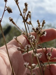 Iresine angustifolia