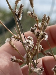 Iresine angustifolia
