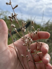 Iresine angustifolia