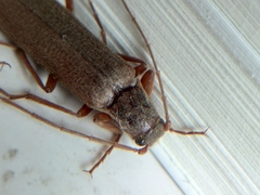 Elateridae